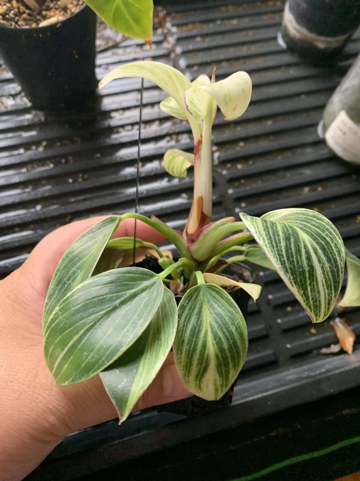 フィロデンドロン　バーキンコンパクタ　二段階