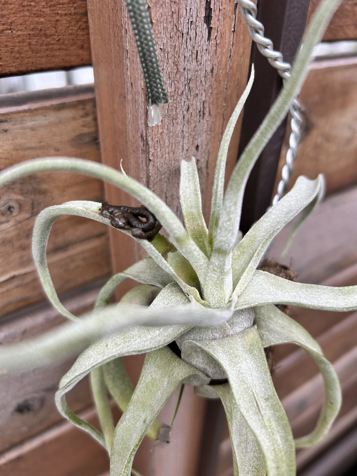 ティランジア　ストレプトフィラ