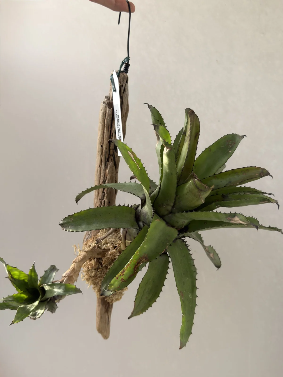 カニストラム トリアングラレ