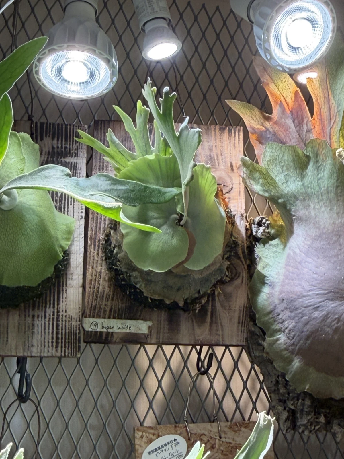 ビカクシダ　ボゴールホワイト