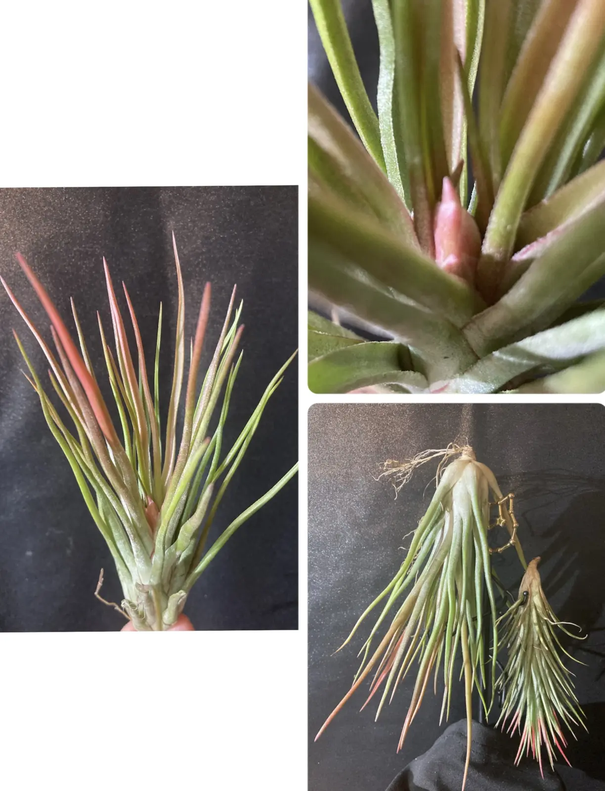 ティランジア ブルボーサ × イオナンタ