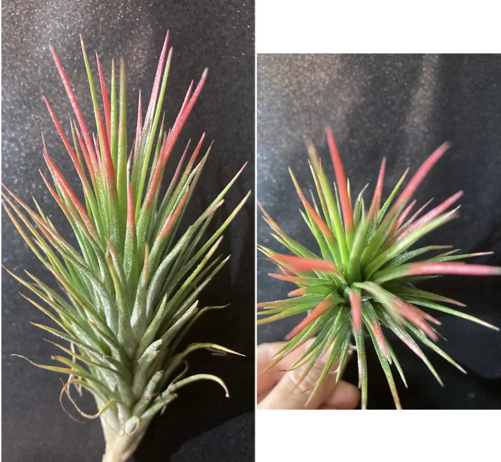 ティランジア フンキアナ × イオナンタ