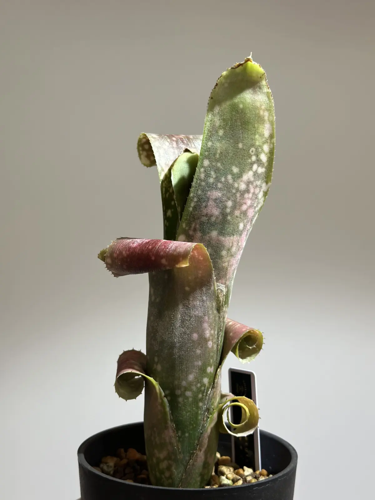 ビルベルギア　オバケ