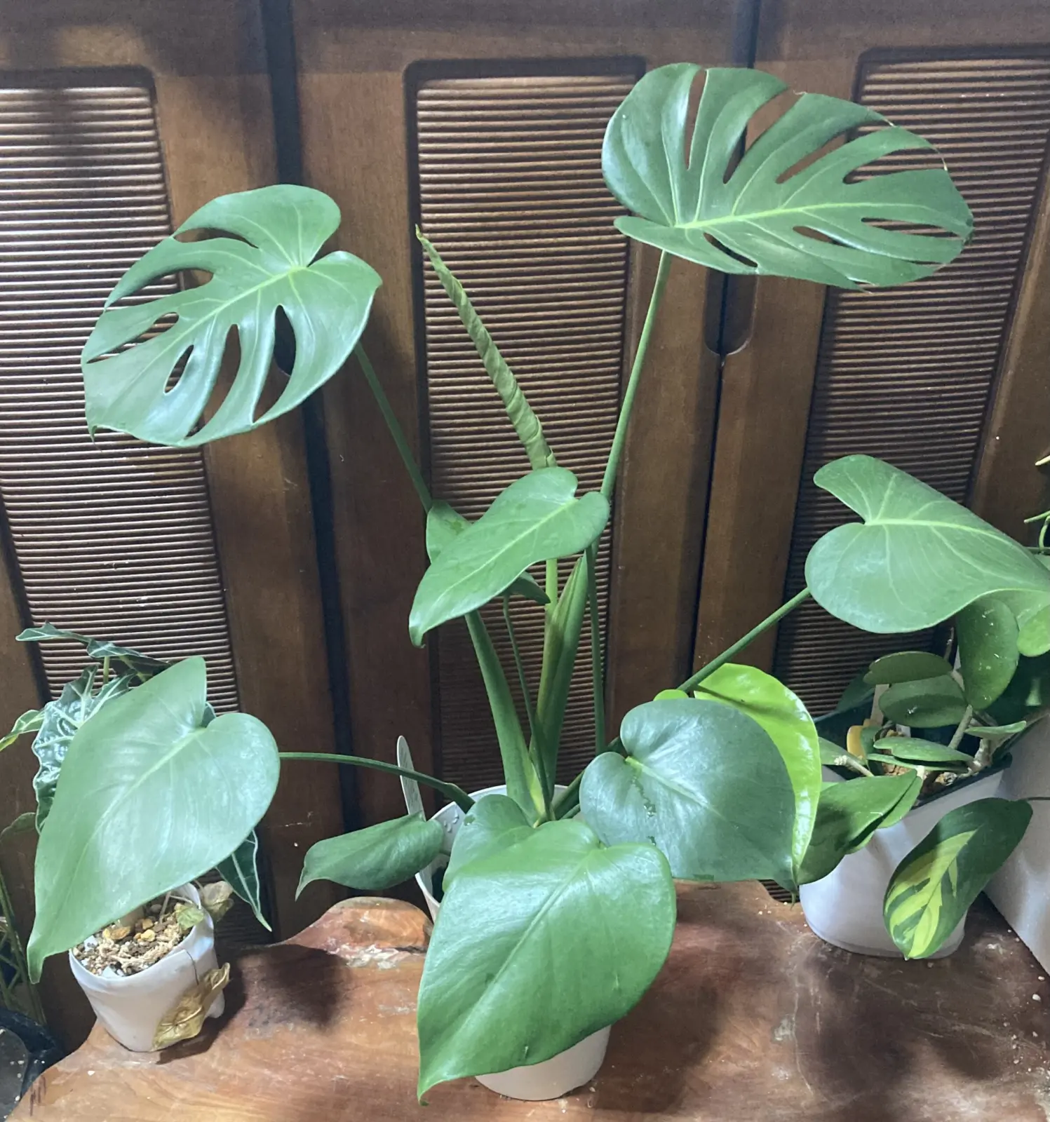 モンステラ デリシオーサ