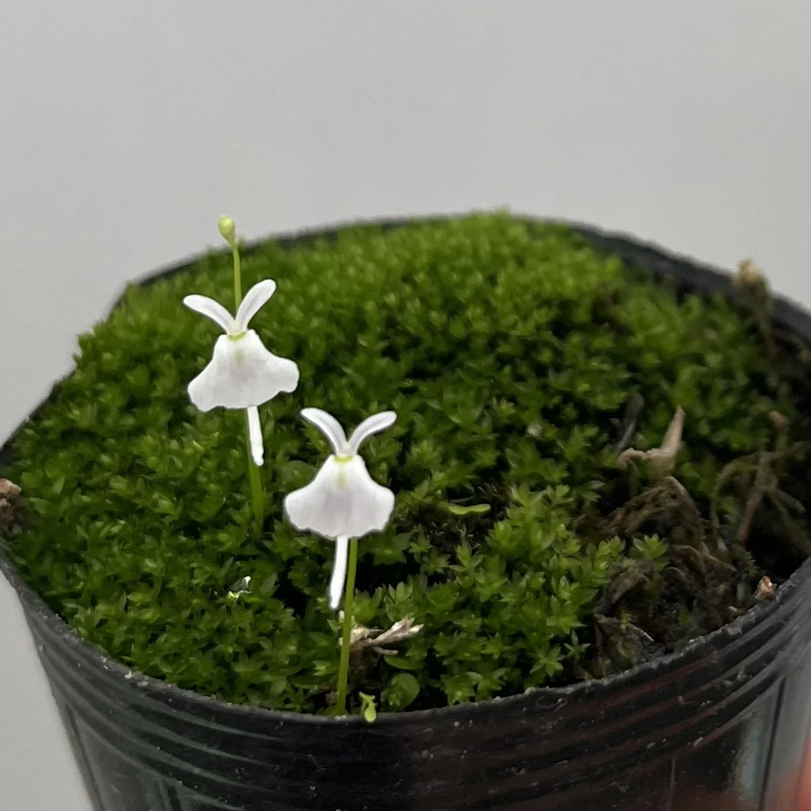 食虫植物　ウトリクラリア　サンダーソニー　ウサギゴケ
