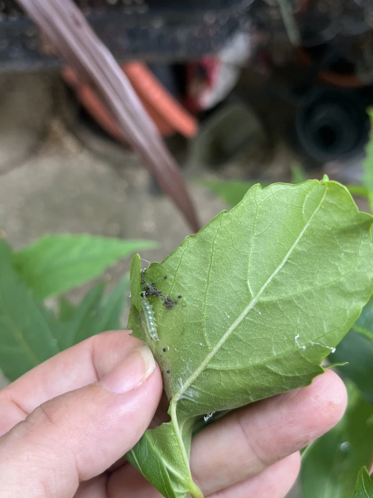 タイタンビカス　ウラノス　害虫　虫でます！