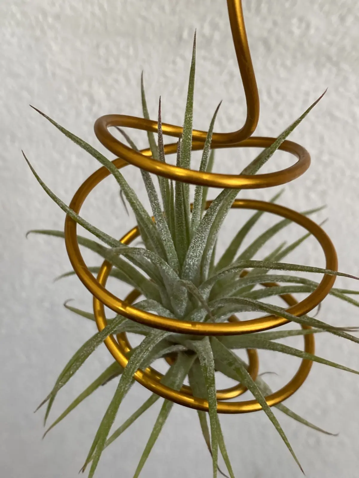 ティランジア　イオナンタ　100均