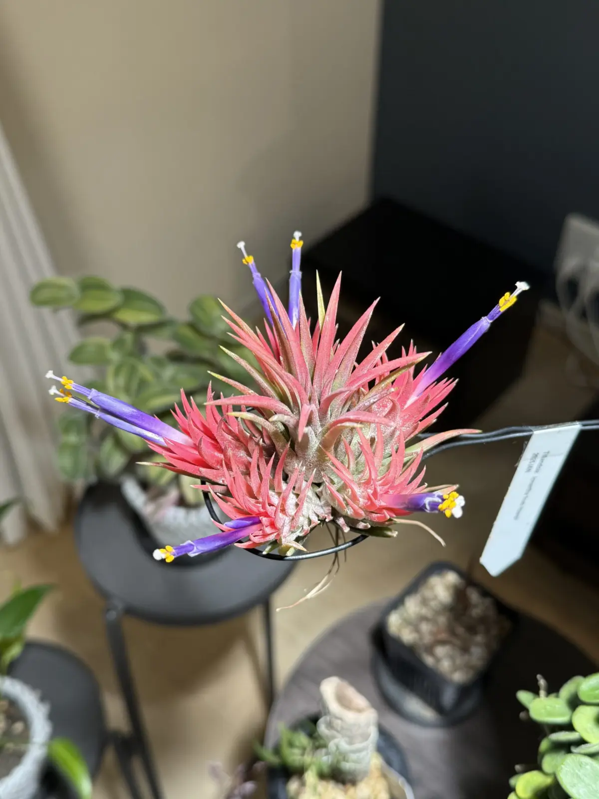 ティランジア イオナンタ フロムハワイ