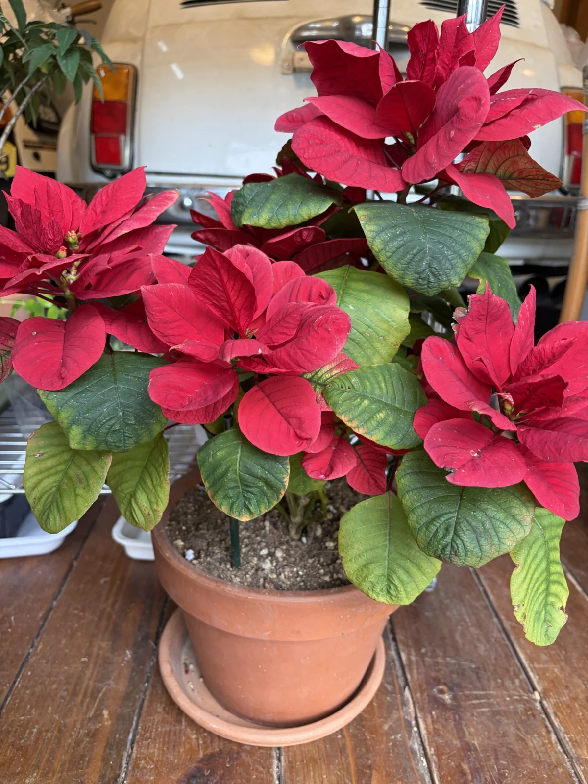 ポインセチア　クリスマスマウス