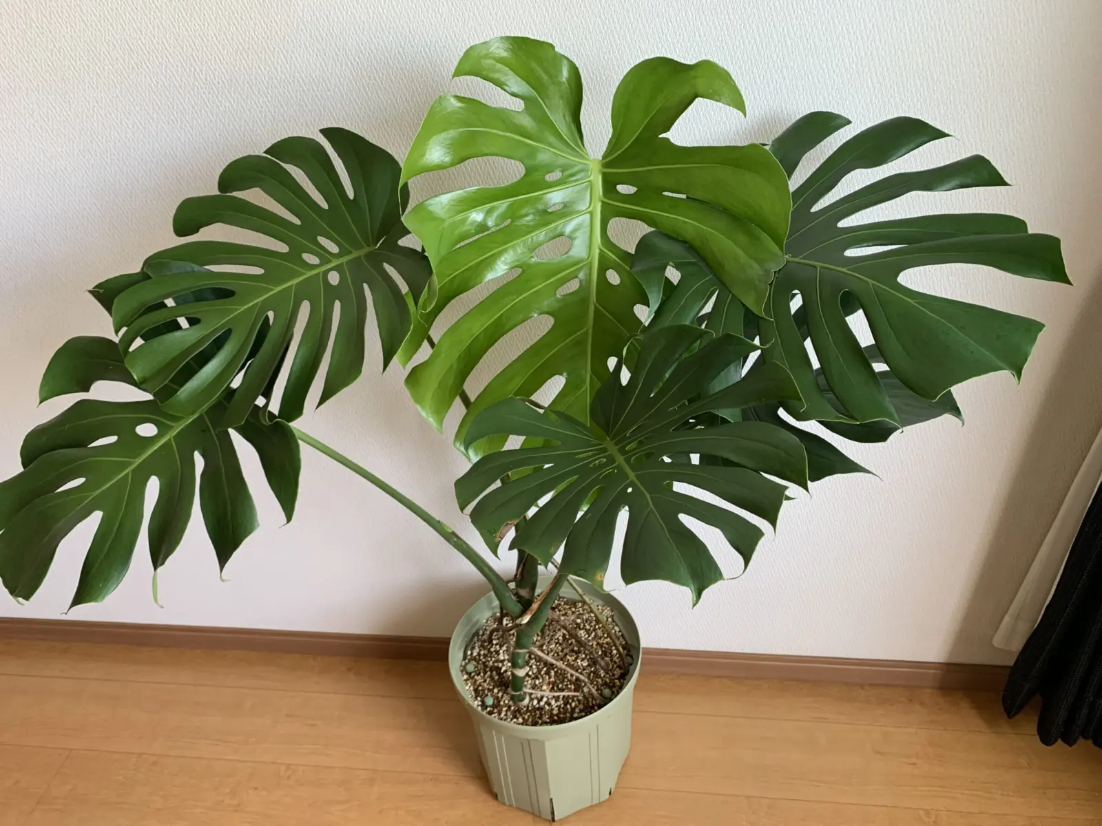 モンステラ　100均