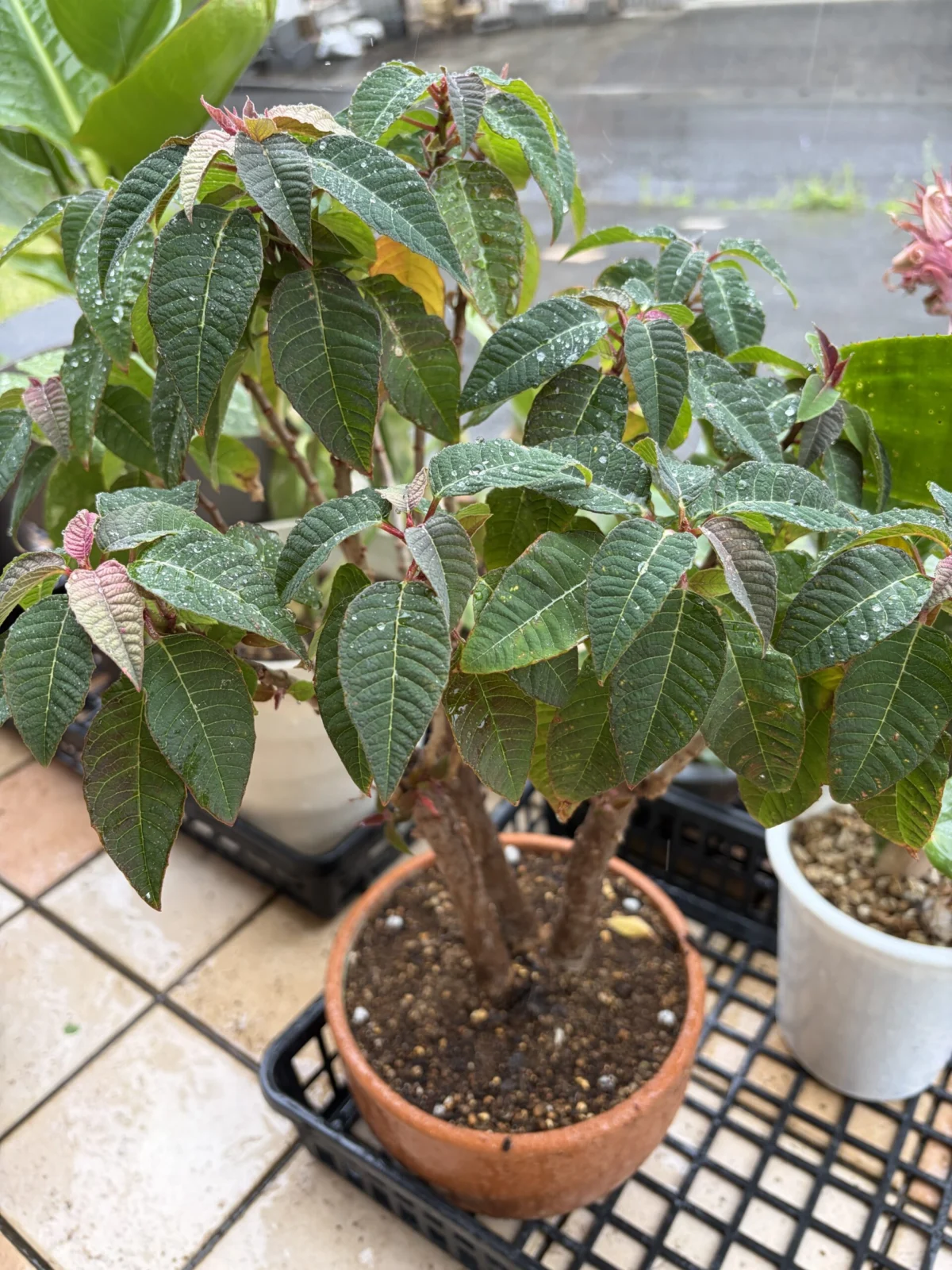 ポインセチア　ピンクプリンセス