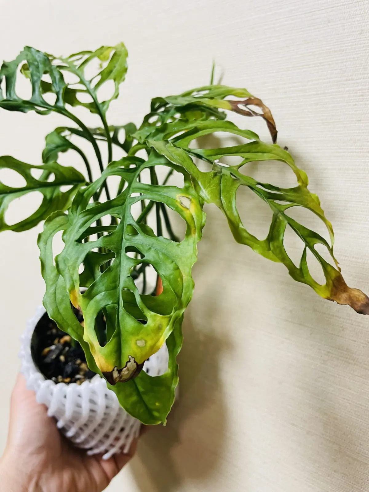 モンステラ　オブリクア