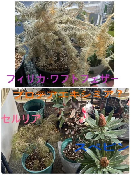 プロテア フィリカ スペシャルピンクアイス セルリア