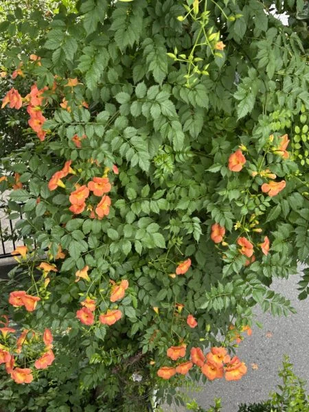 ノウゼンカズラ　花