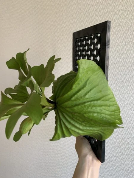 ビカクシダ　リドレイ