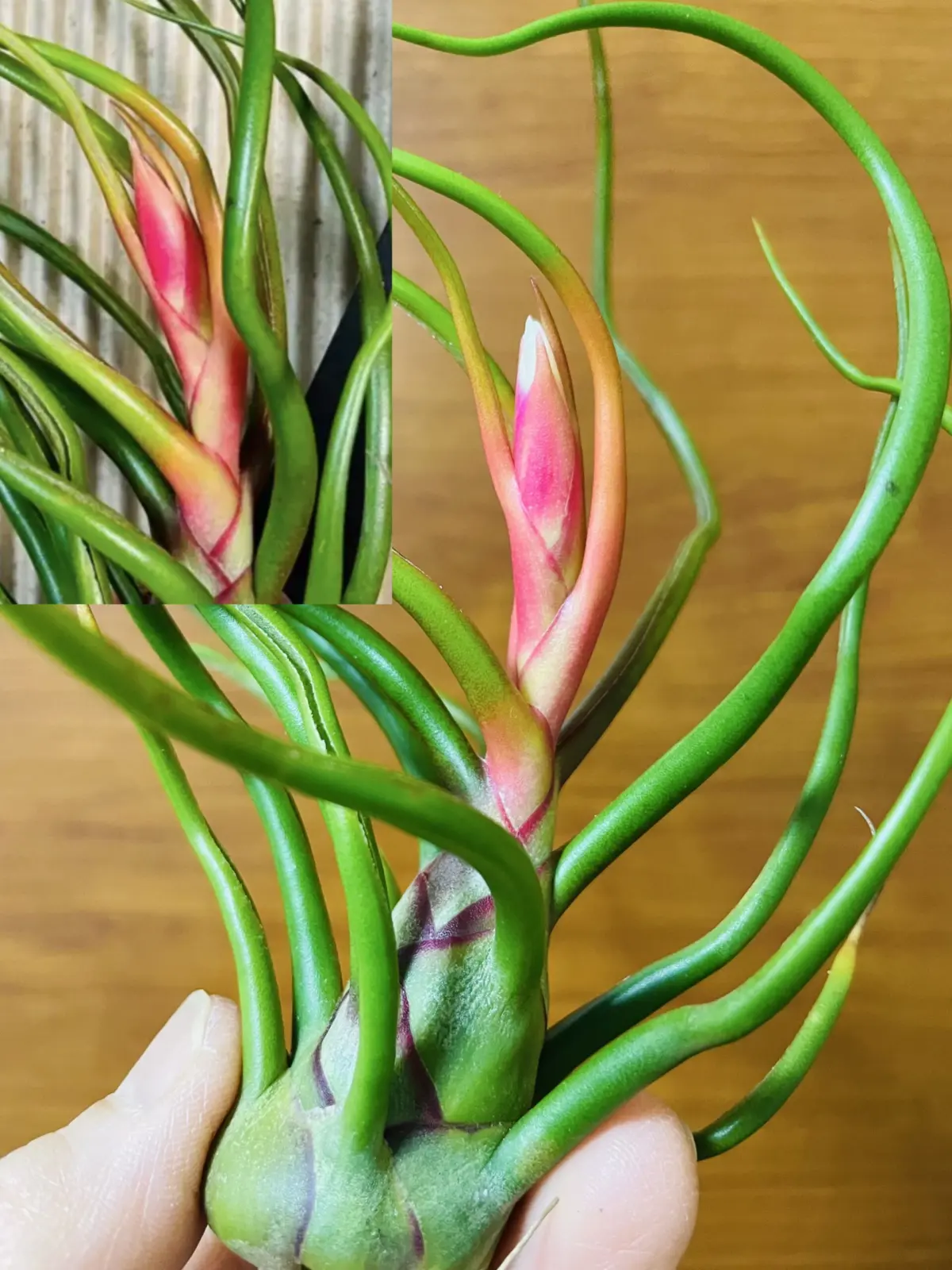 ティランジア ブルボーサ 神楽 花