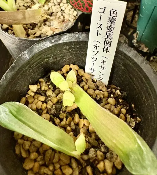 オブツーサ キサンタゴースト 色素変異個体 ハオルチア 多肉植物 葉挿し 葉挿し観察日記 1