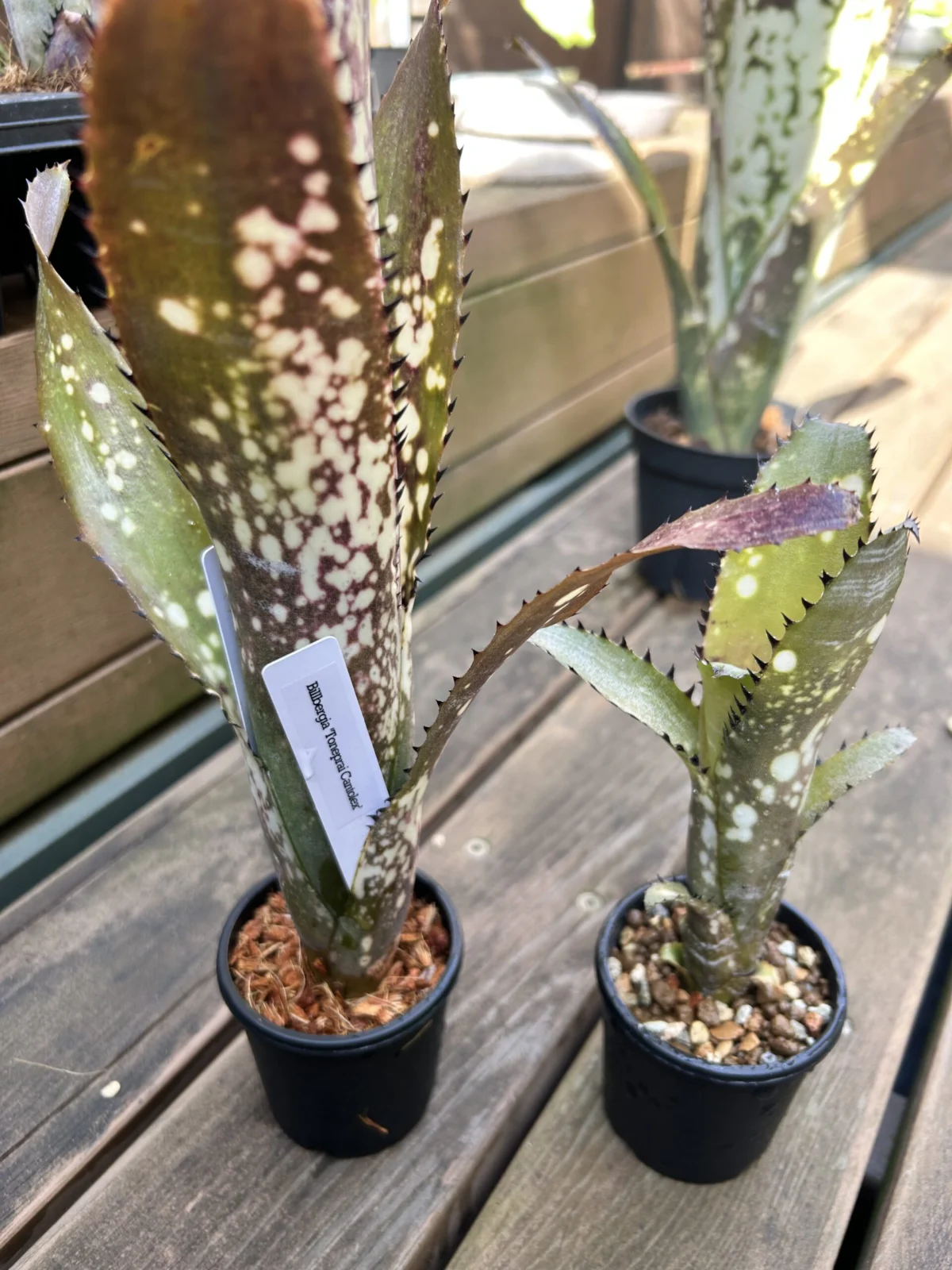 ビルベルギア　トンプライ　カントレックス　株分け