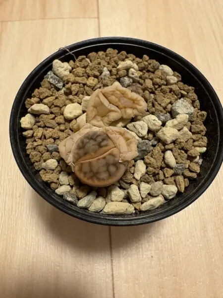 リトープス　多肉植物　脱皮