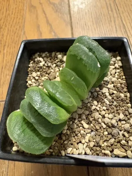 ハオルチア　多肉植物　100均