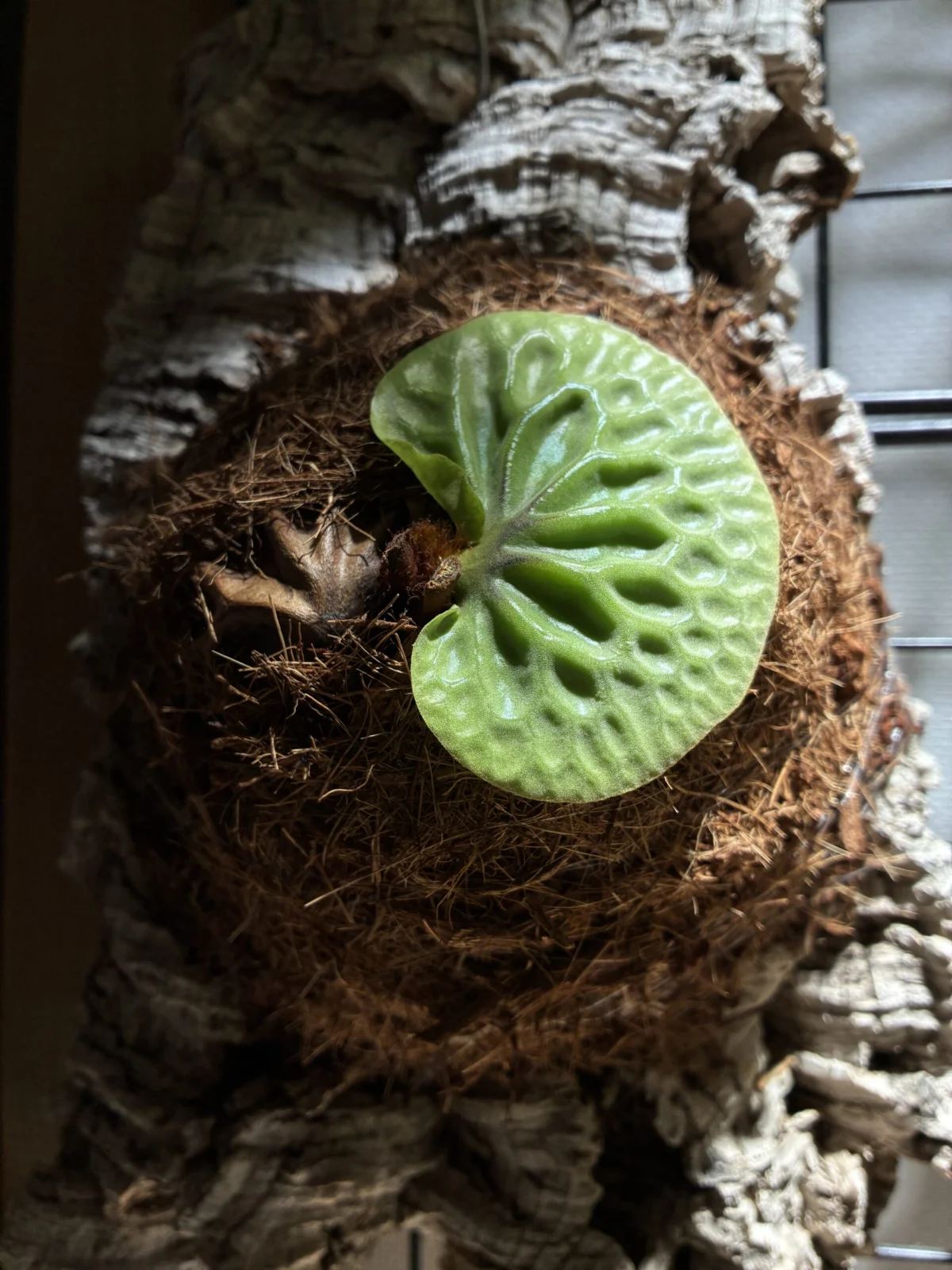 ビカクシダ　マダガスカリエンセ