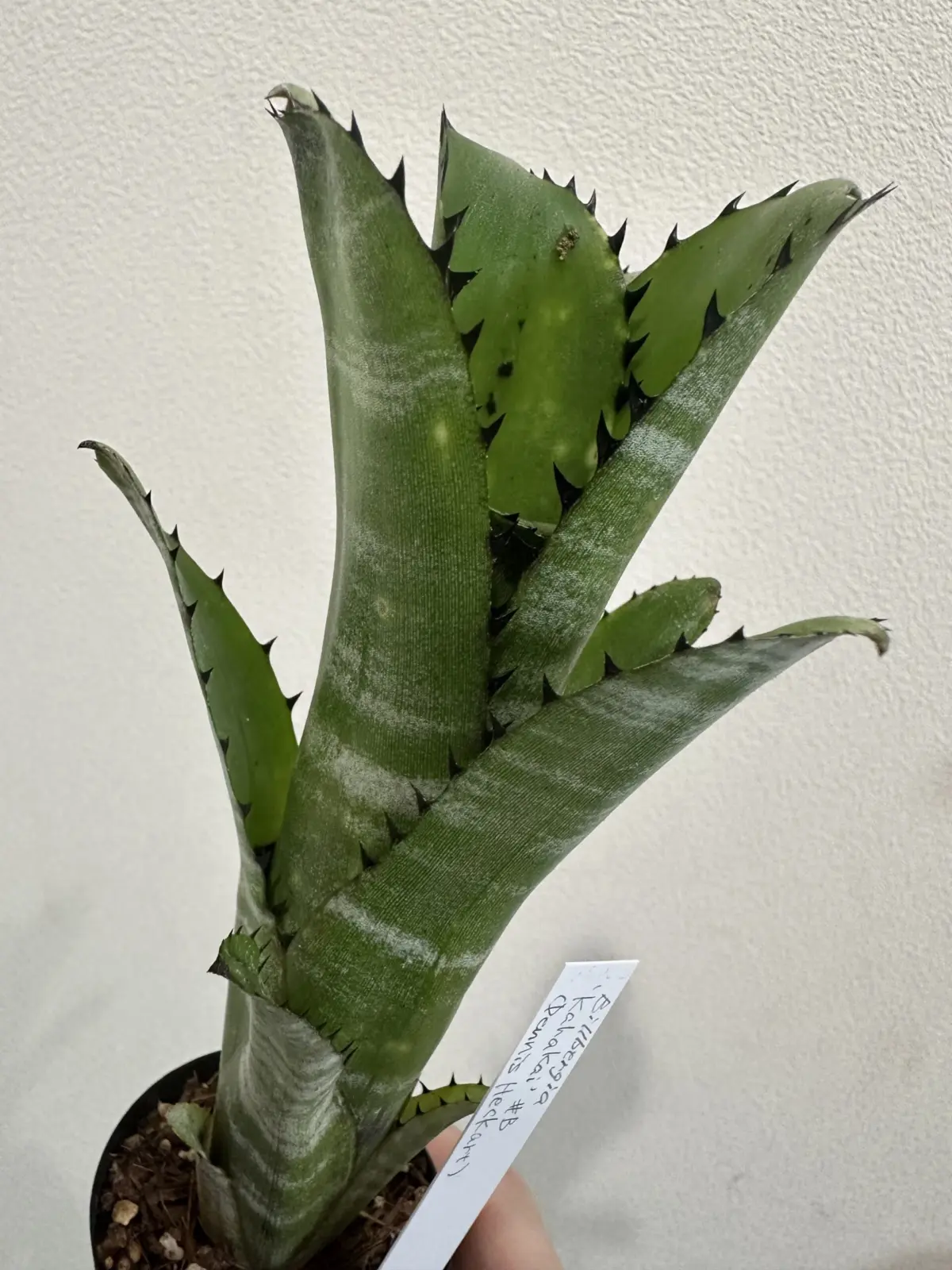 ビルベルギア　カハカイ　＃B