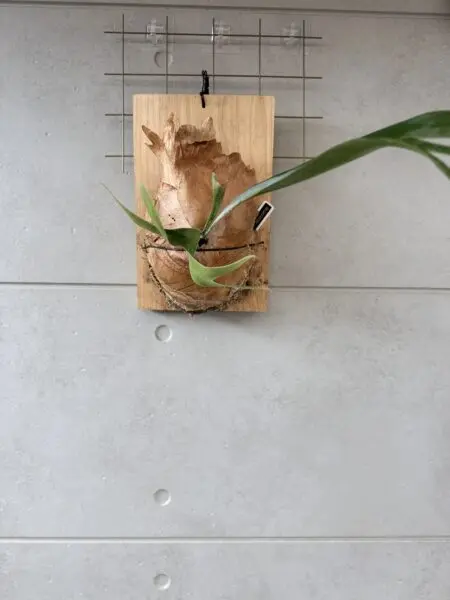 ビカクシダ　アルシコルネ　