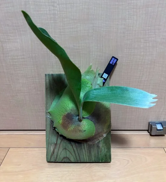 ビカクシダ 札落ち　①