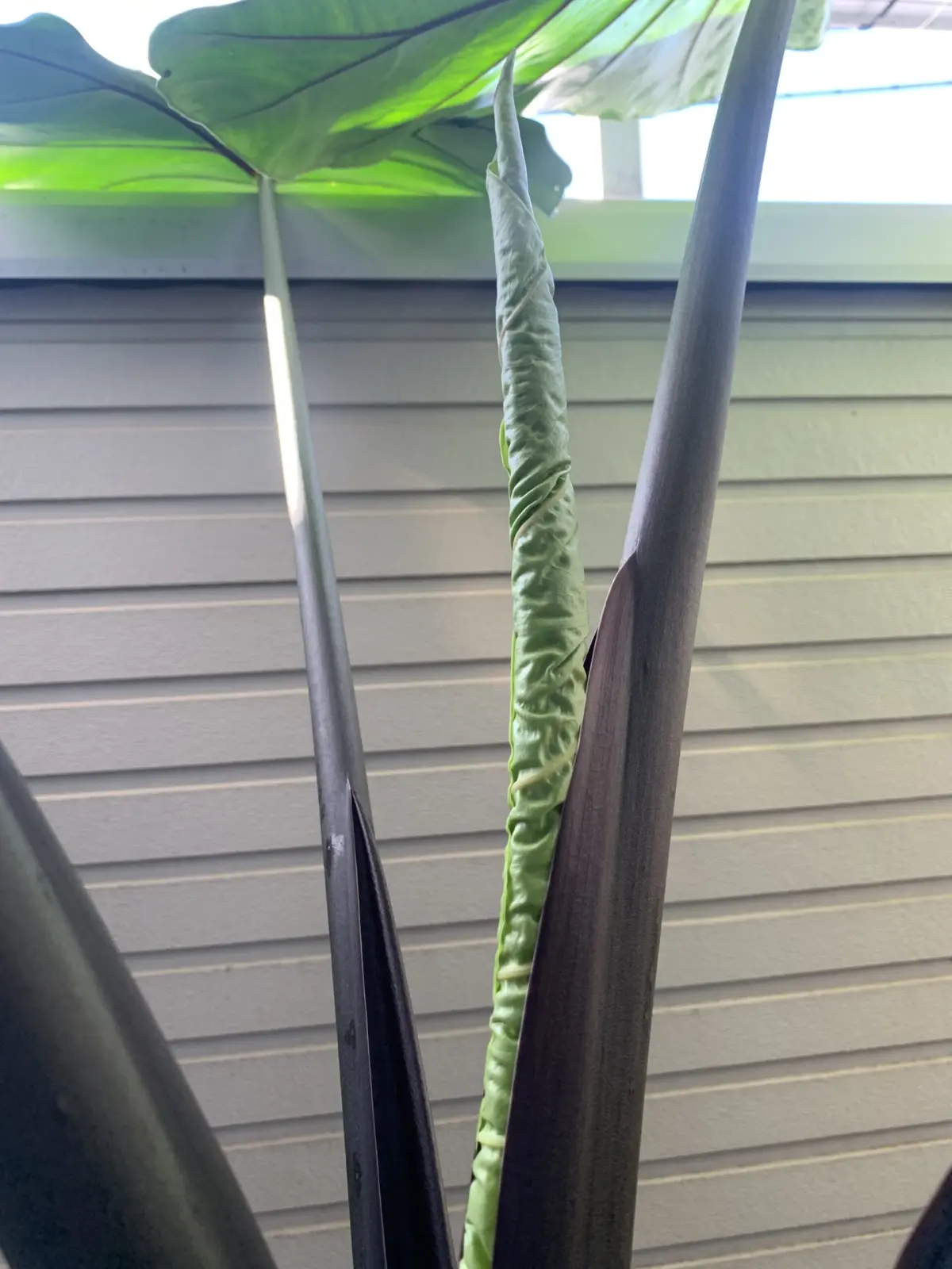 アロカシア　ブラックステム