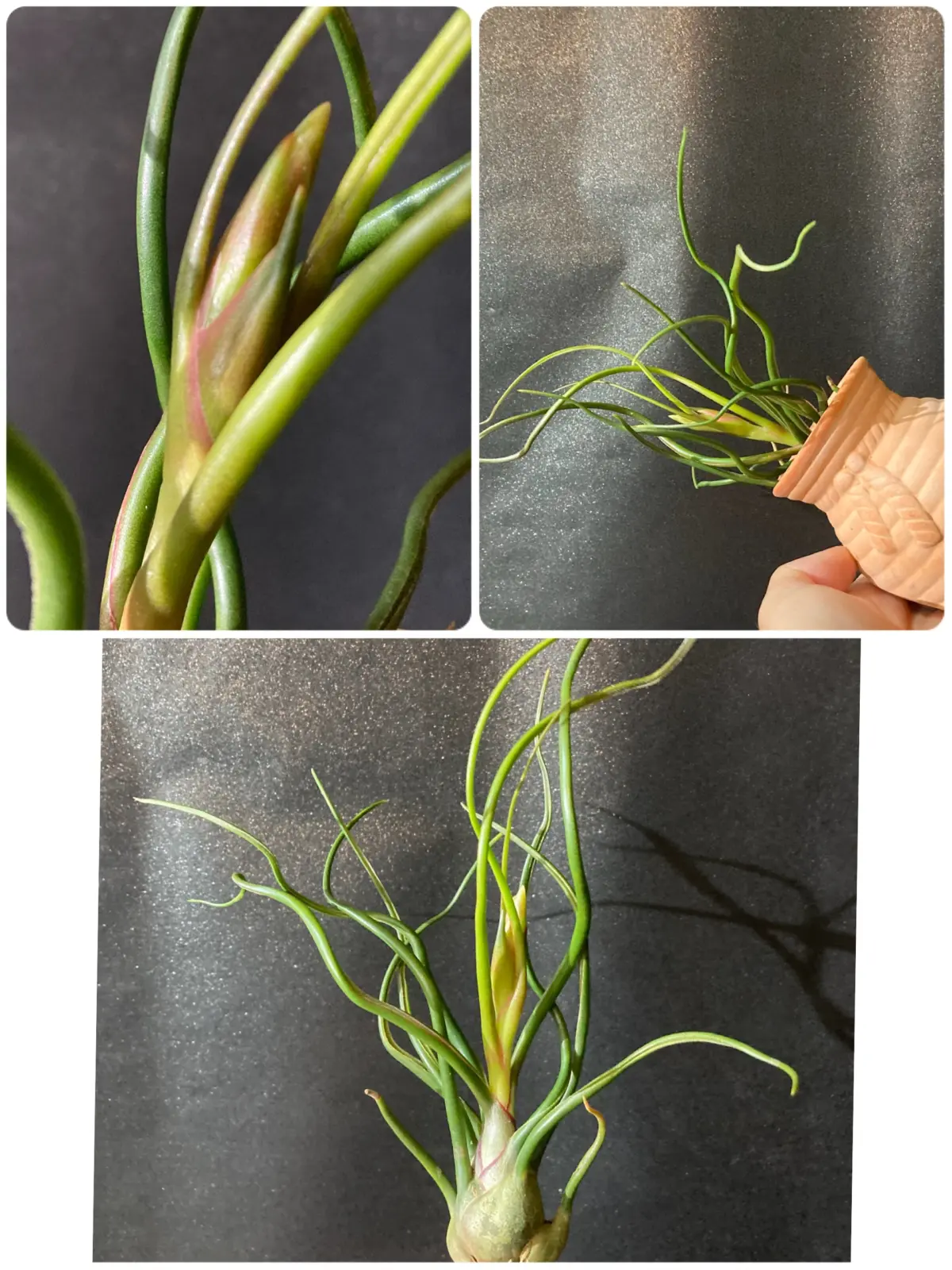 ティランジア ブルボーサ オレンジ