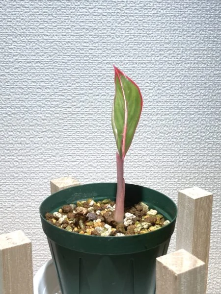 アグラオネマ レッドゴールド タケノコ2