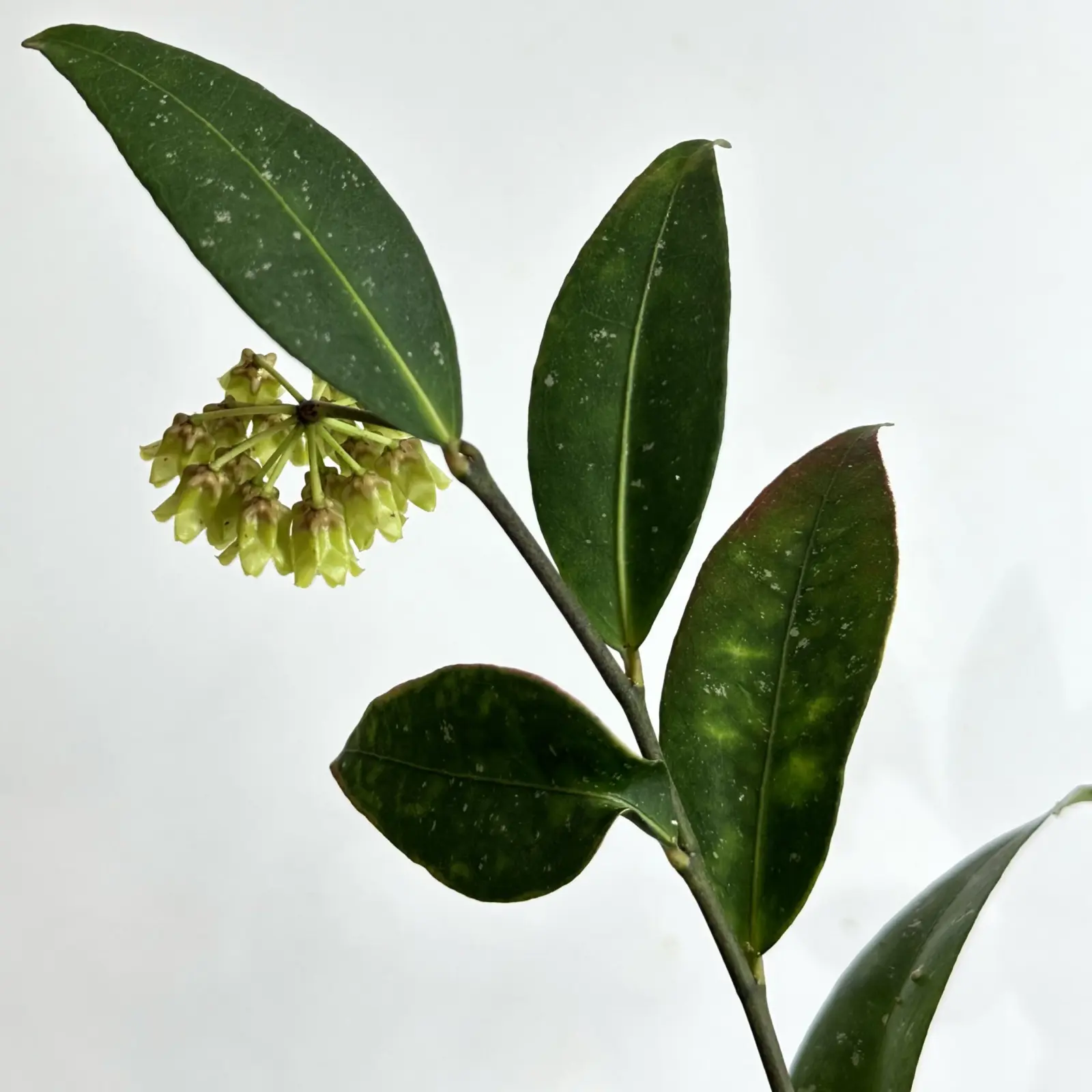 ホヤ　アミカビリス　蕾