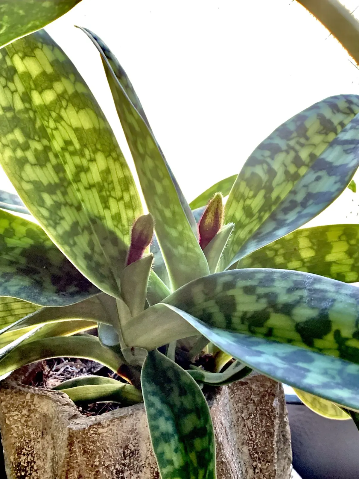 パフィオぺディルム　花芽