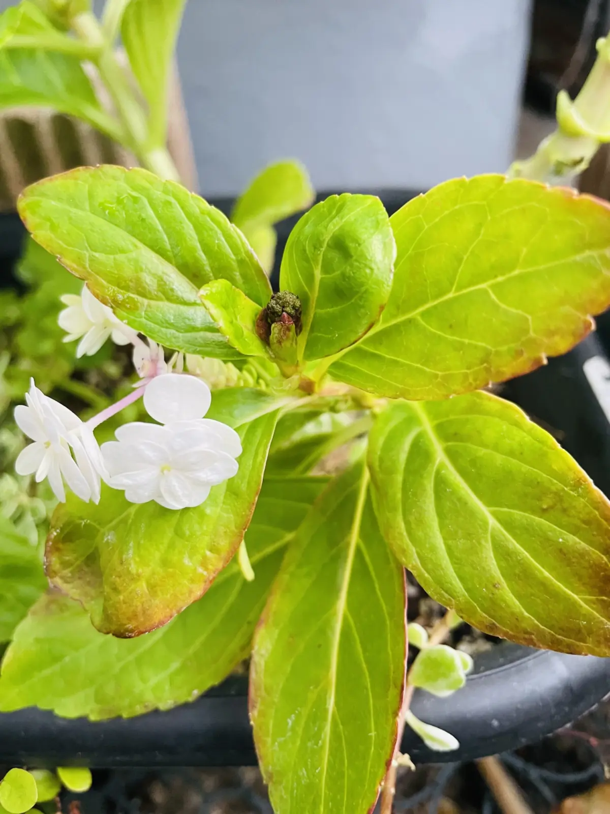 アジサイ 花 狂い咲き