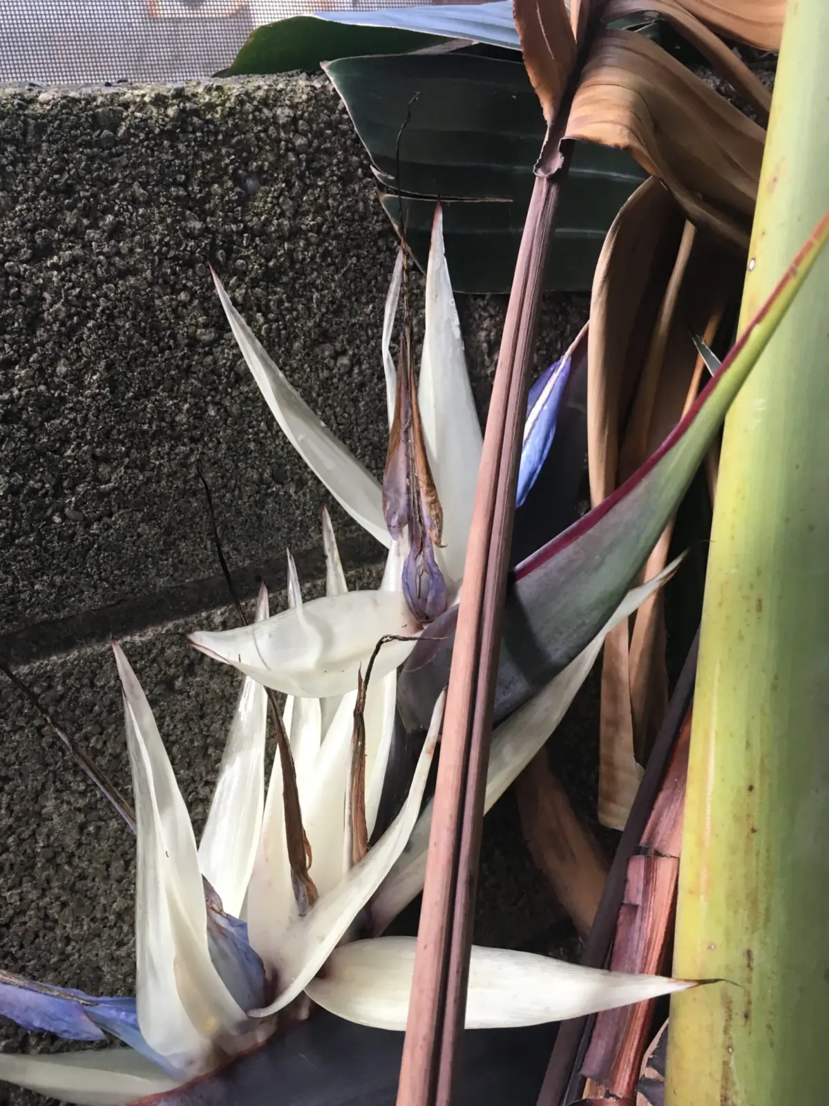 ストレリチア オーガスタ 花