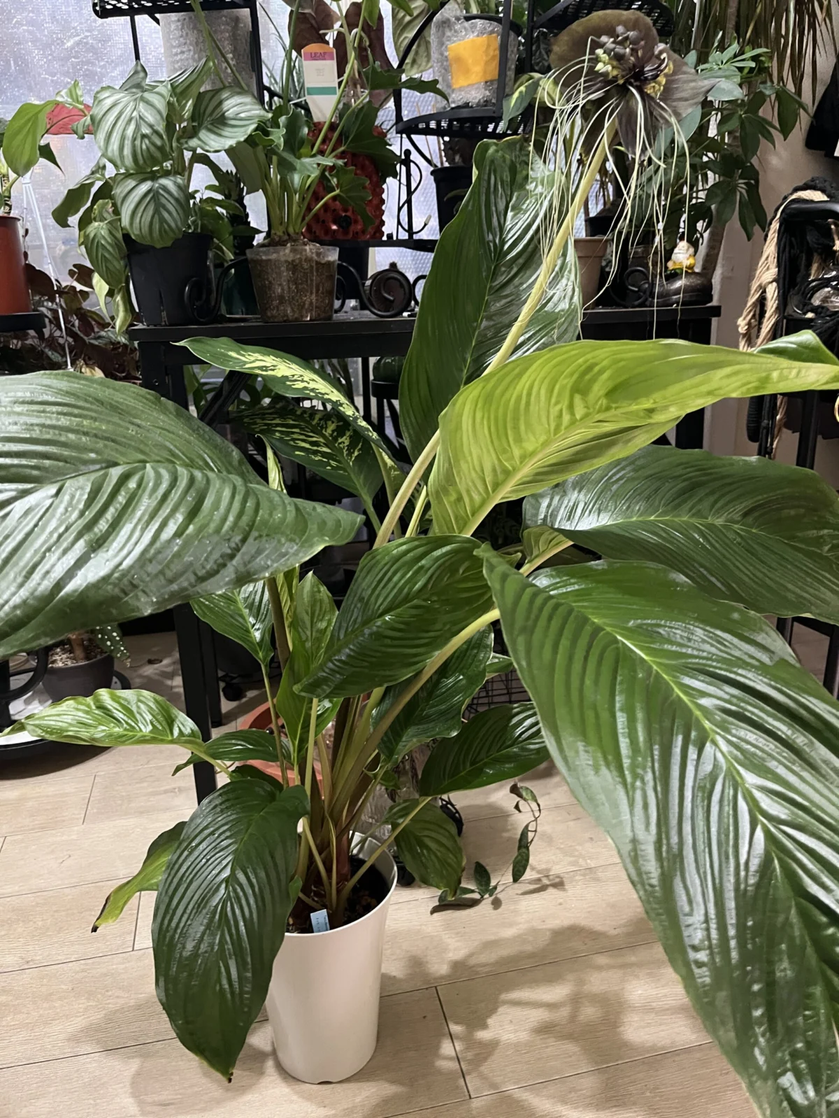 タッカ　シャントリエリ