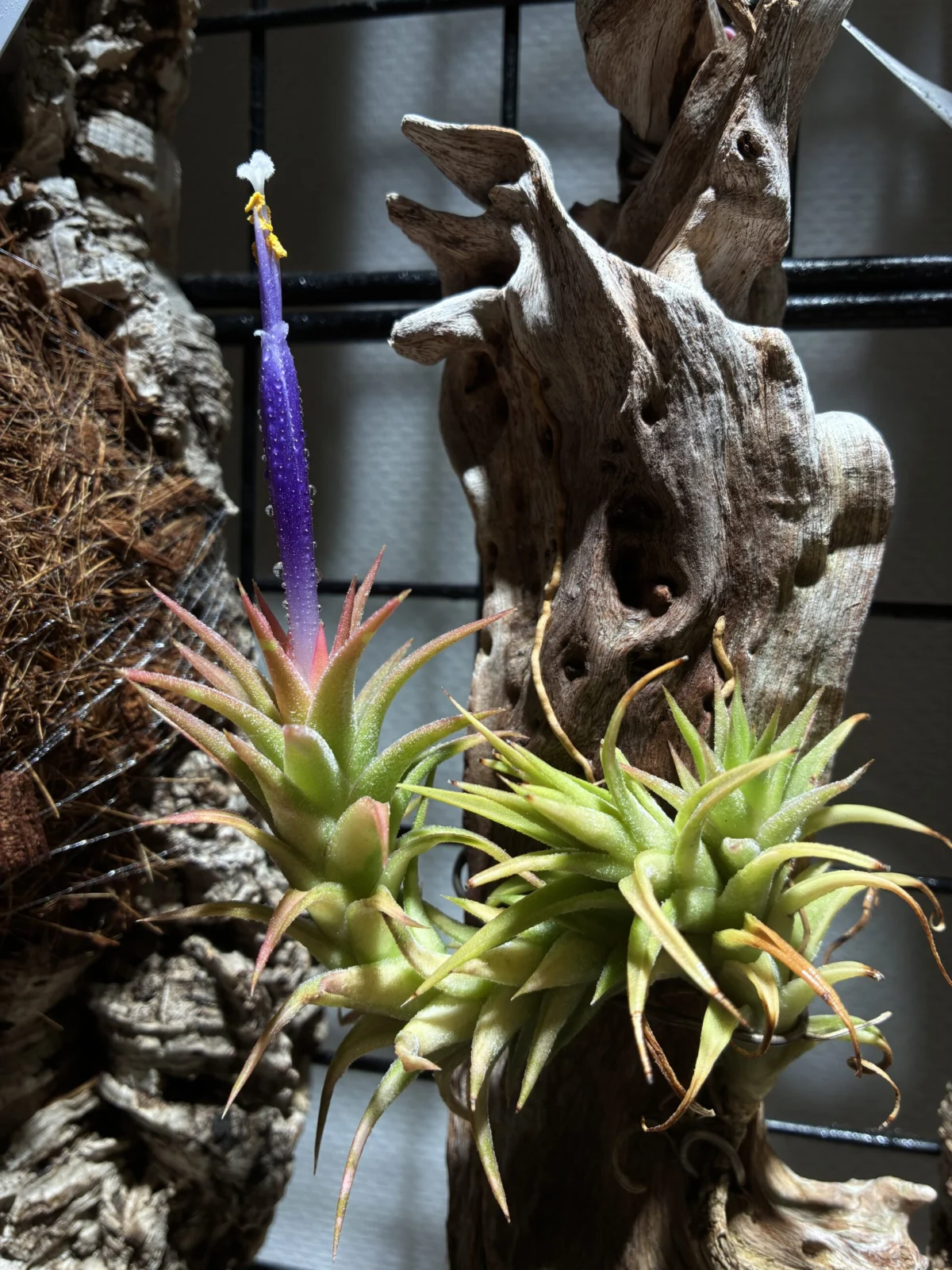 バンハイニンギー　レッドドラゴン