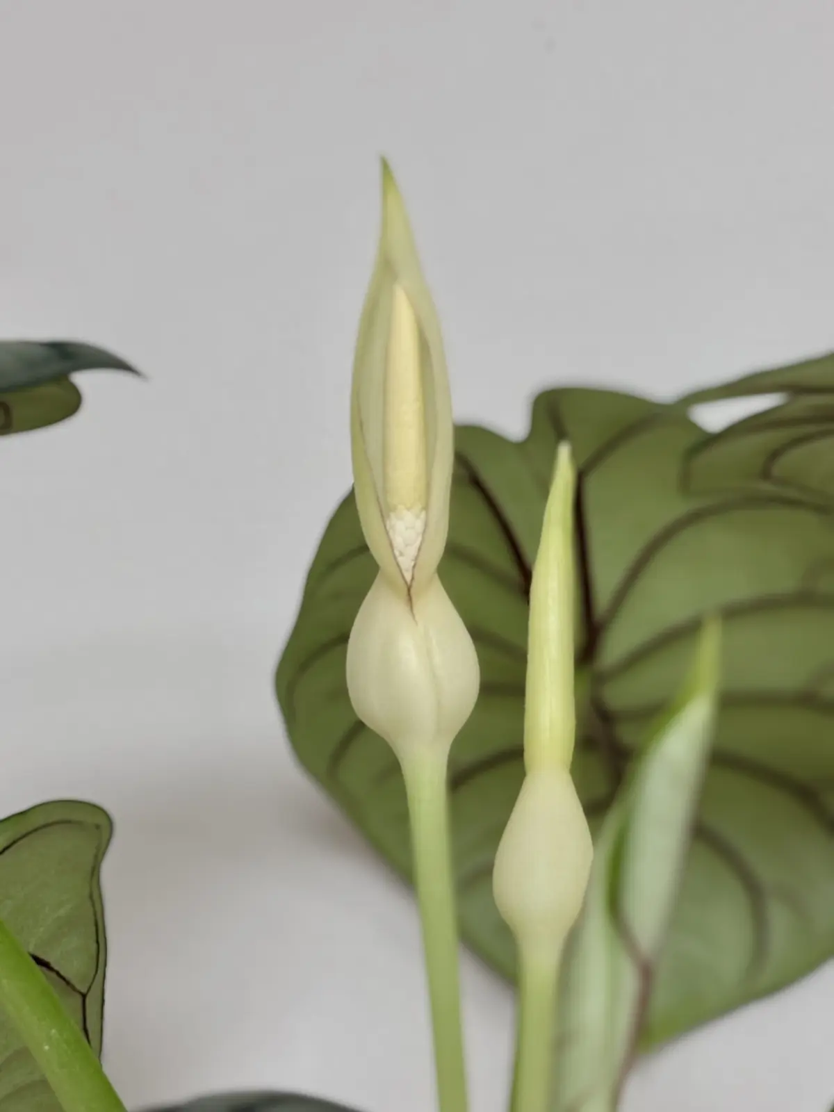 アロカシア　シルバードラゴン