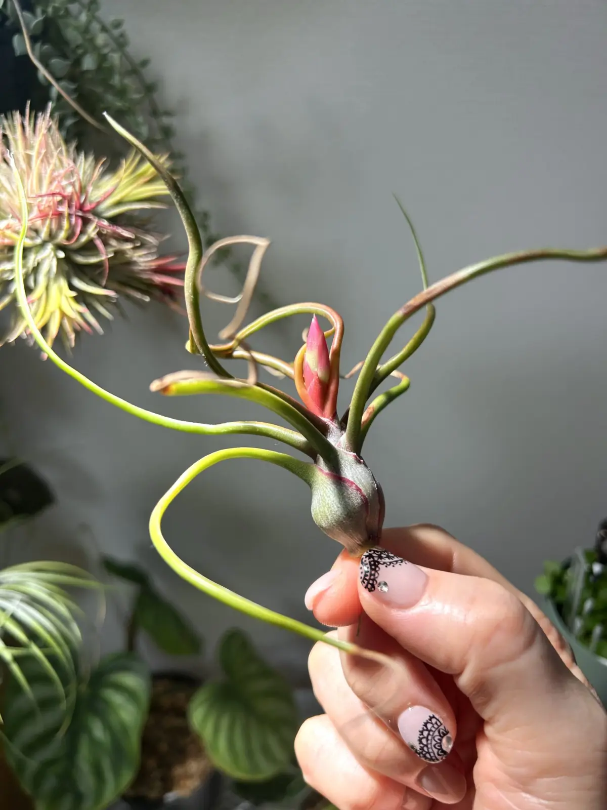 ティランジア　神楽