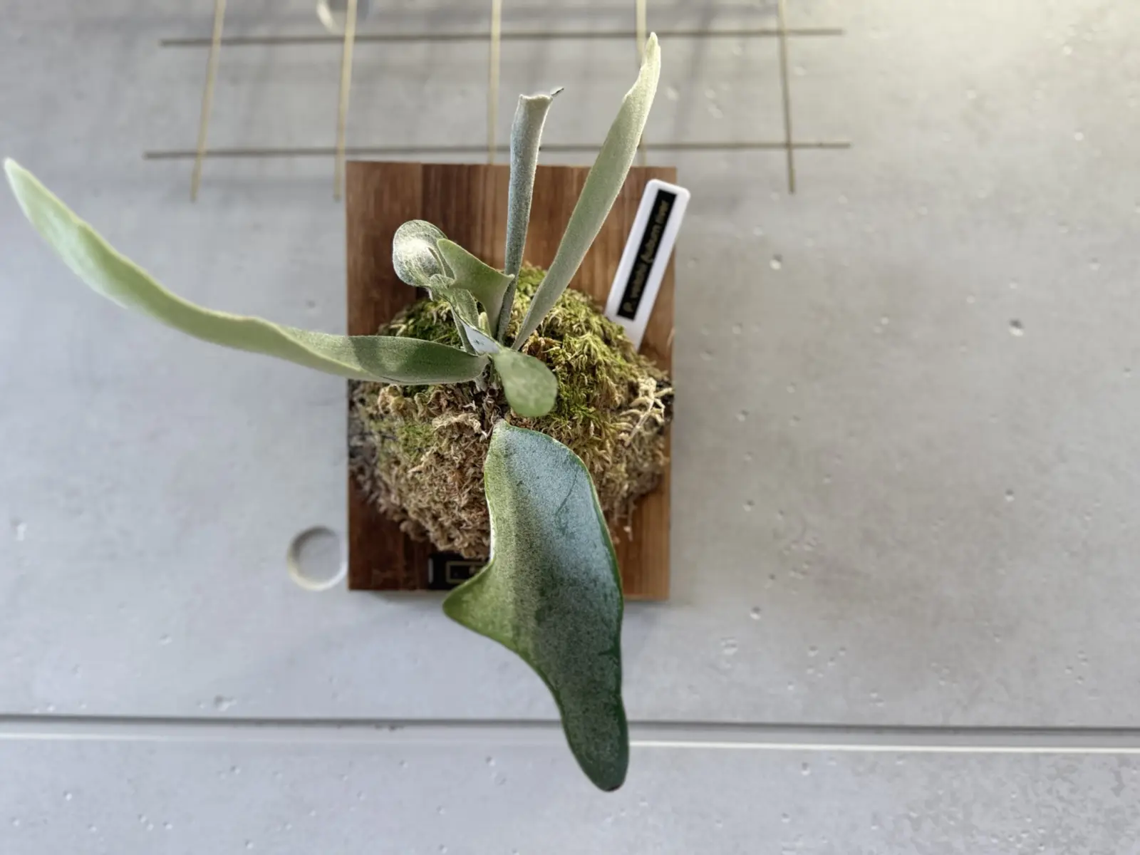 ビカクシダ　アーバンリバー