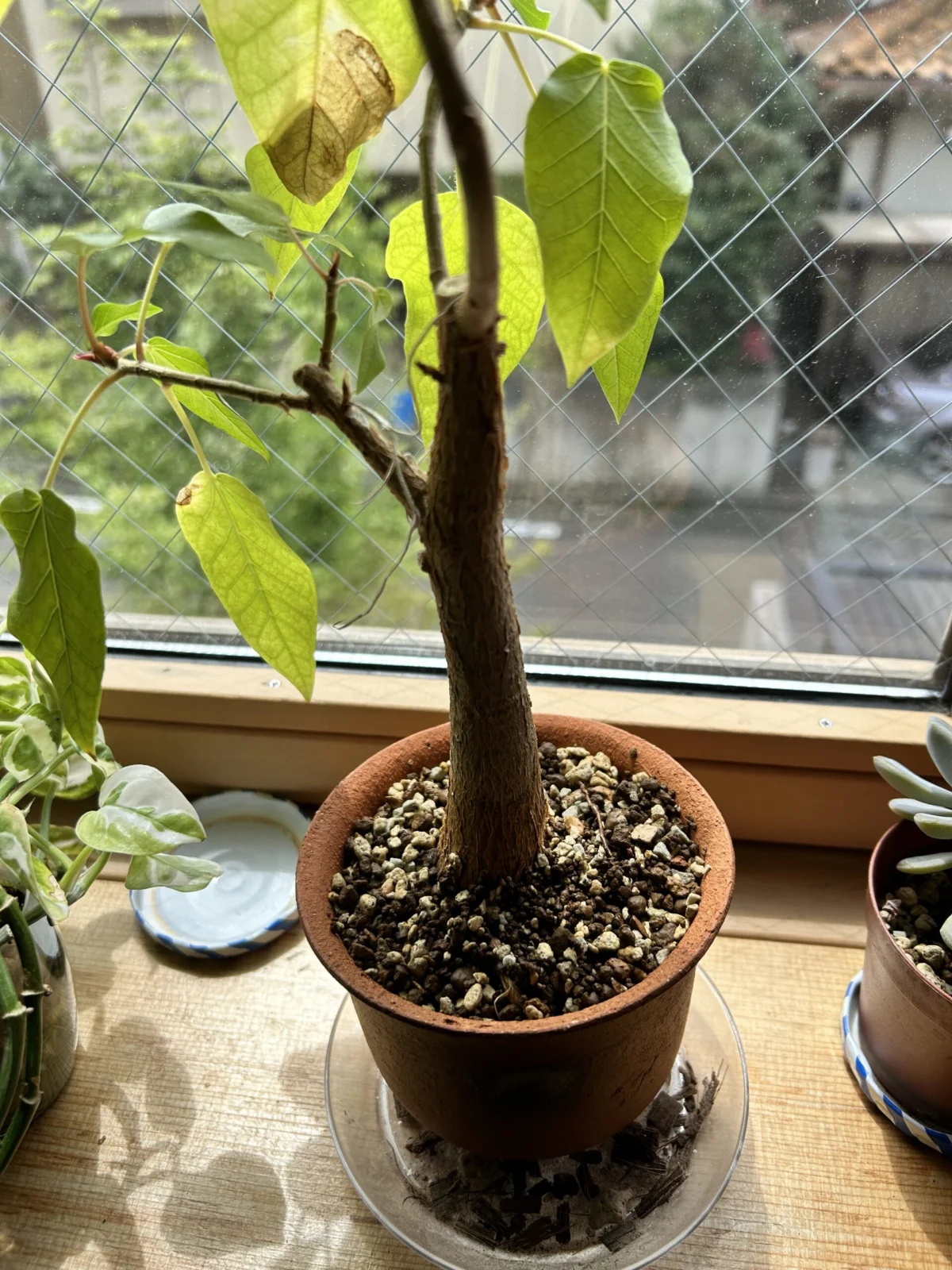 フィカス　パルメリー　植え替え