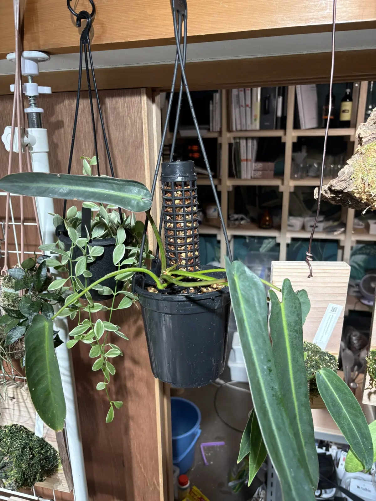 フィロデンドロン　スピリタスサンクチ