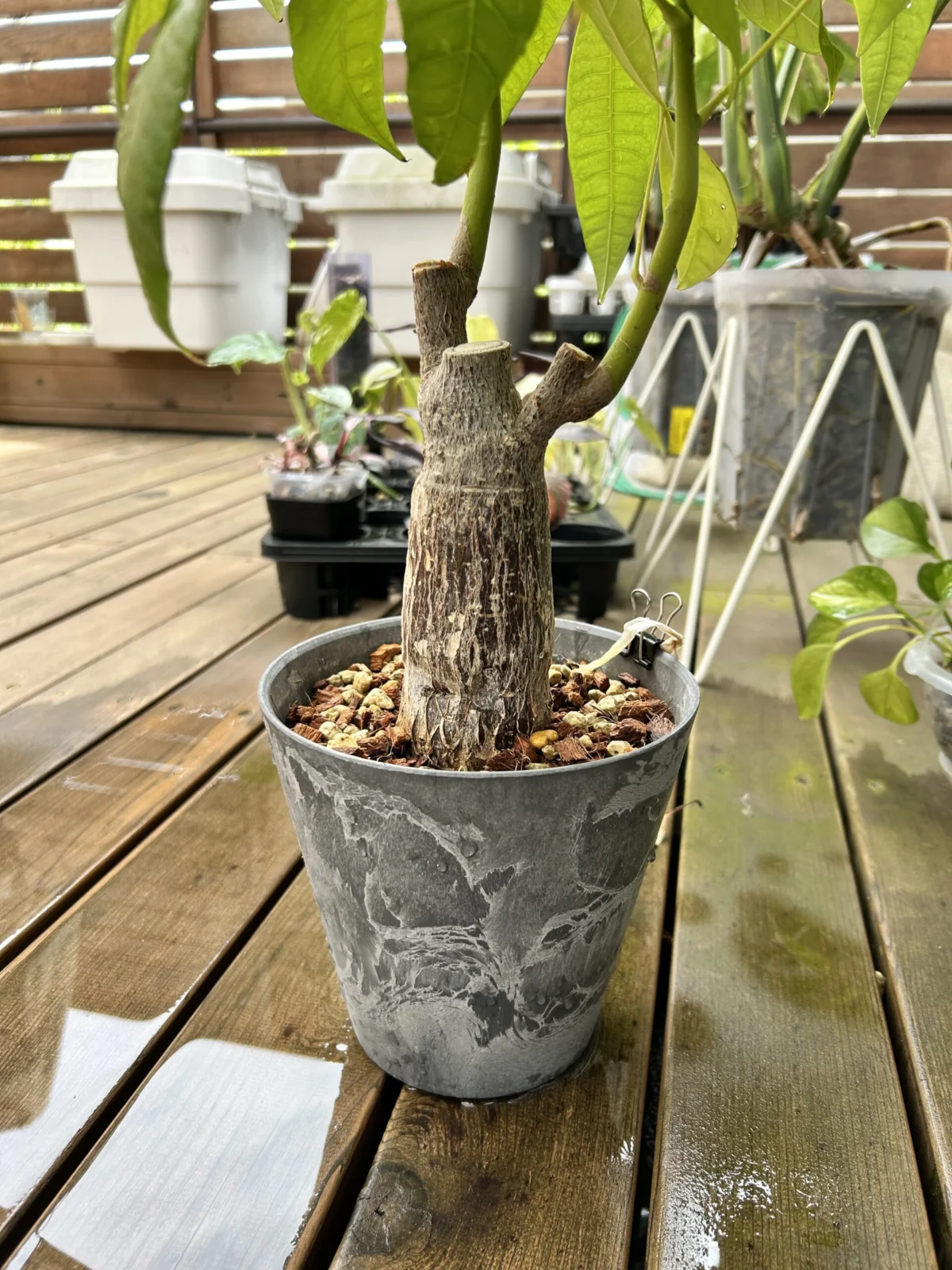 パキラ　植え替え