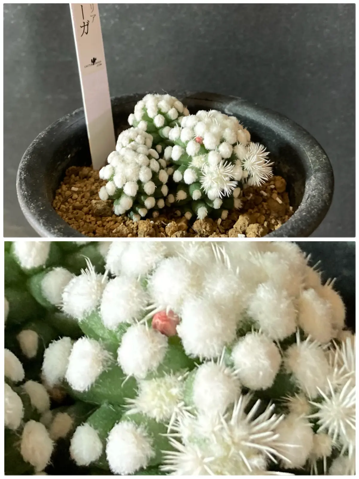 多肉植物 マミラリア オルーガ