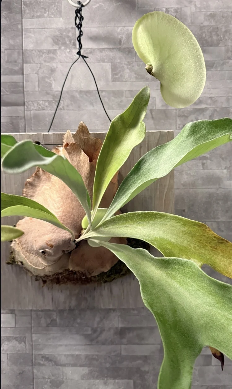 ビカクシダ　ネザーランド