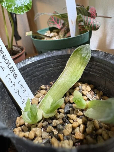 オブツーサ キサンタゴースト 色素変異個体 ハオルチア 多肉植物 葉挿し 葉挿し観察日記 2