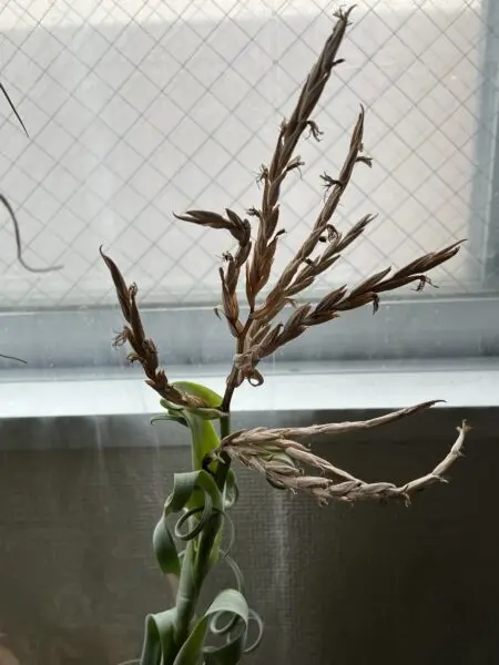 ティランジア カーリースリム 花序 開花後