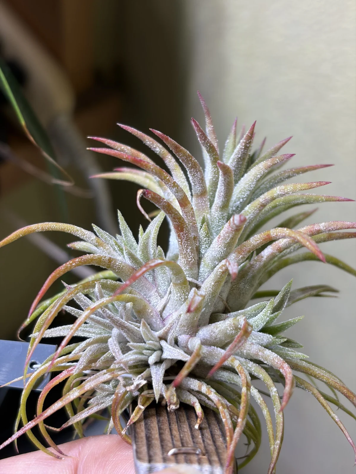 ティランジア　イオナンタ　ハムエムラ