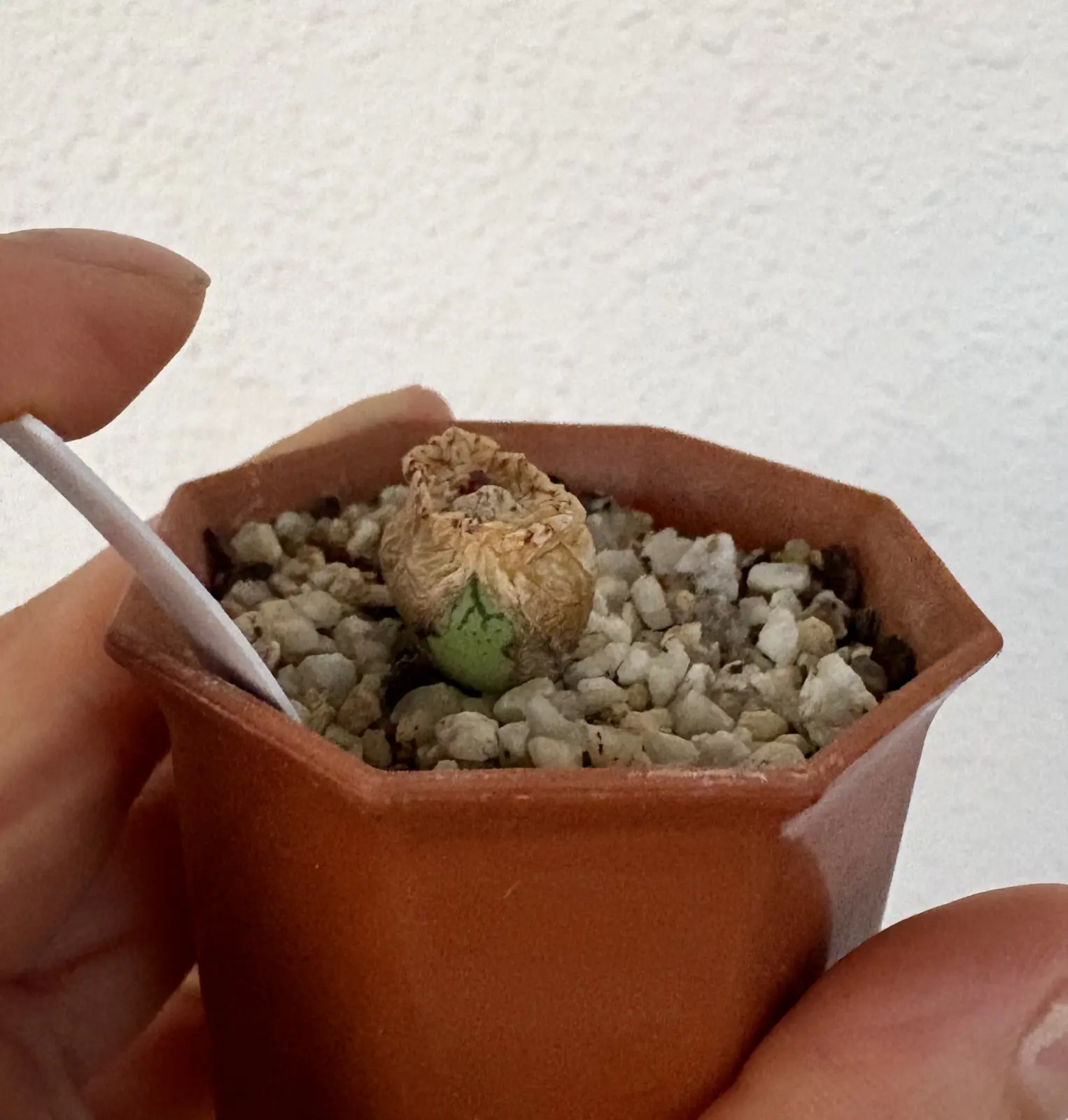 コノフィツム　清姫　脱皮