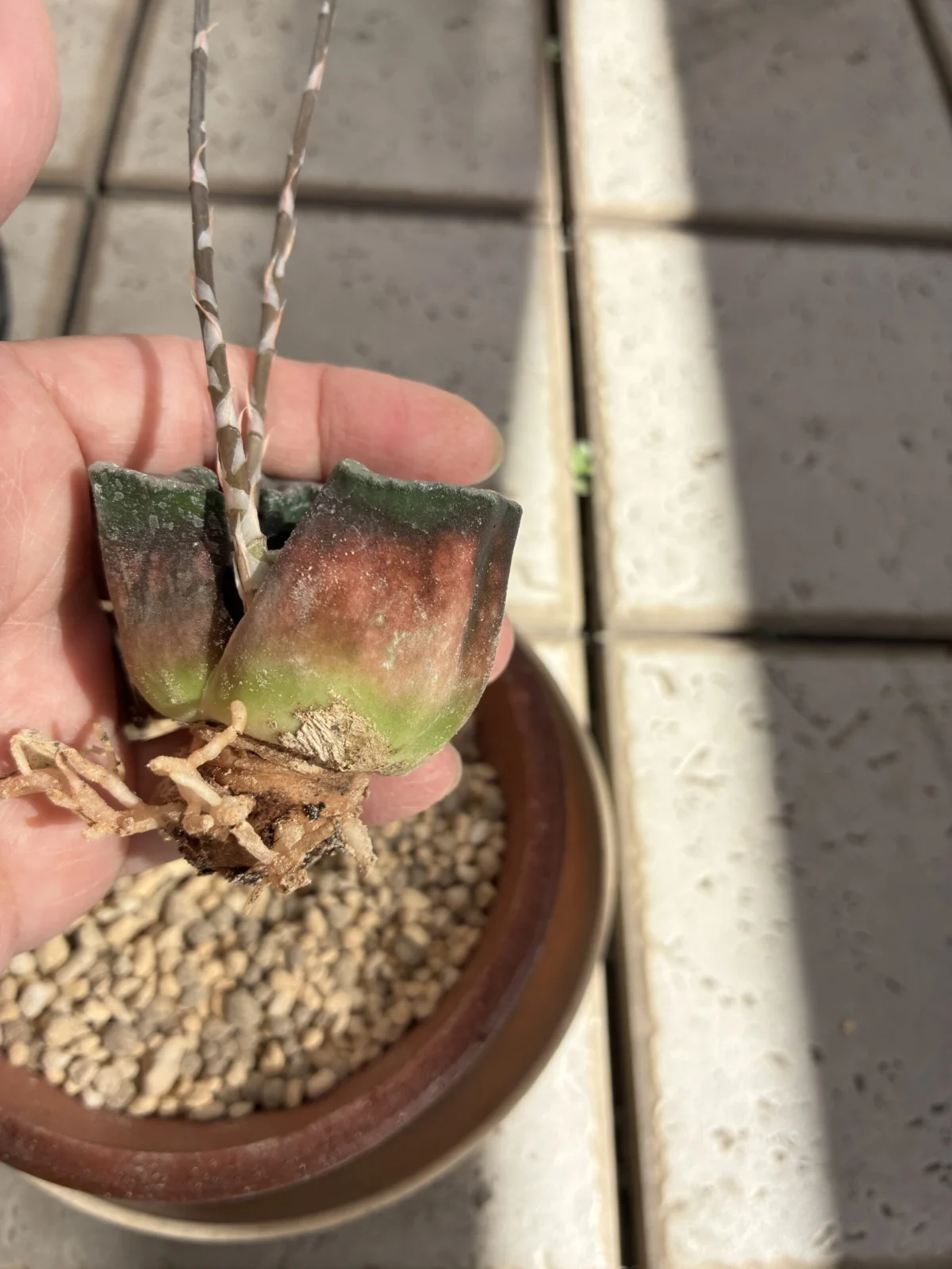 ハオルチア　万象　